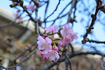 春一番の河津桜の開花