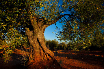 Olivar, Parque Natural Sierra de Cardeña y Montoro,Cordoba, Andalucía, España