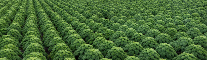 Kale. Field of kale. Vegetables. Noord Holland Netherlands. Agriculture. Open ground vegetables. Panorama.