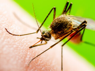 Malaria Infectious Mosquito Bite on Green Background. Leishmaniasis, Encephalitis, Yellow Fever, Dengue, Malaria Disease, Mayaro or Zika Virus Infectious Culex Mosquitoe Parasite Insect Macro.