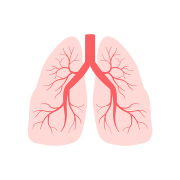 Human lungs. Internal organs of the human design element. Anatomy, medicine concept. Healthcare. Coronavirus. Vector illustration.