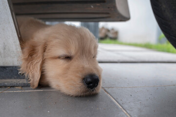 The Golden Retriever dog sleeping under the car
