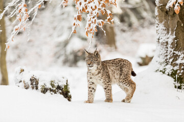 Eurasian Lynx walking in then morning time, wild cat in the forest with snow colored sunrise.