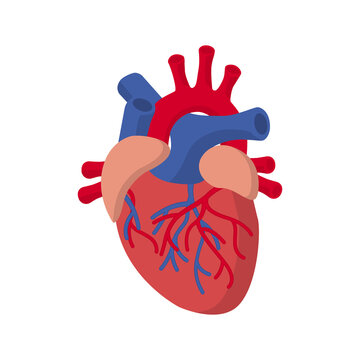 Human Heart. Medicine Design Background. Human heart anatomy. Organs symbol. Vector illustration in cartoon style. Vector illustration