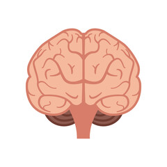 Human brain. Internal human organs. Vector illustration.