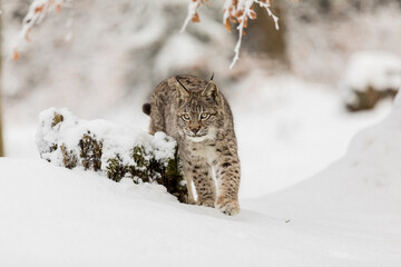 Eurasian Lynx walking in then morning time, wild cat in the forest with snow colored sunrise.