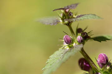 Lamium maculatum or spotted dead nettle buds and leaves