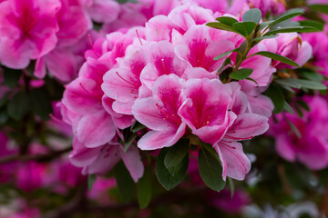 Beautiful pink azalea.