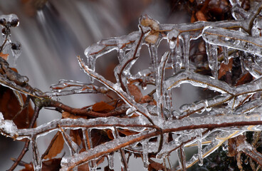 Bach und Buchen im Winter