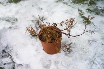 Abandoned dead plant