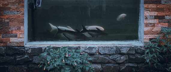 Outdoor fish tank with huge glass, white and black cat fish swimming.