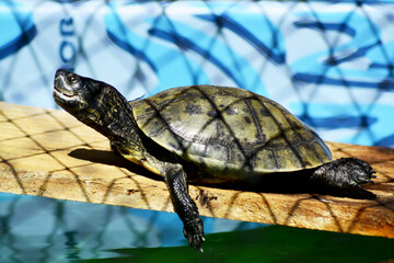 Tartaruga d agua