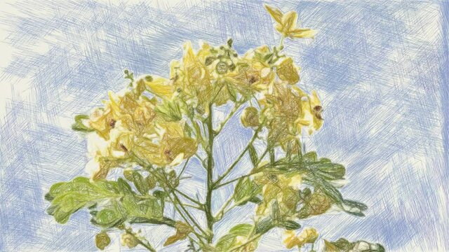 art drawing color of senna flower