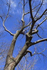 初冬の枯れ木の欅と青空