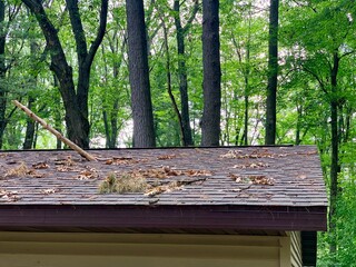 Tree branch punctures roof © Dave Willman