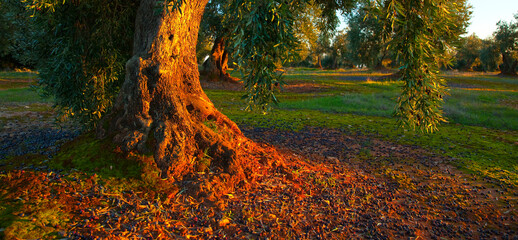 Olivar, Parque Natural Sierra de Cardeña y Montoro, Cordoba, Andalucía, España