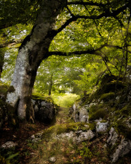 Natural magic path in the middle of the forest