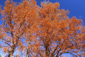 晩秋の黄葉のメタセコイアと青空