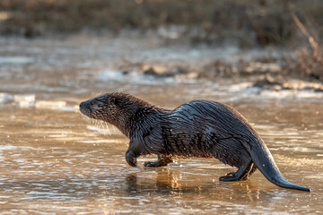 Otter playing in frozen lake