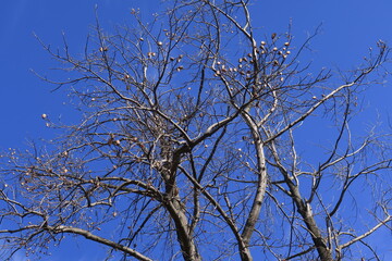 初冬の青空とユリノキの枯れ木