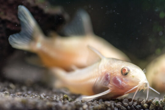 Closeup shot of clarias