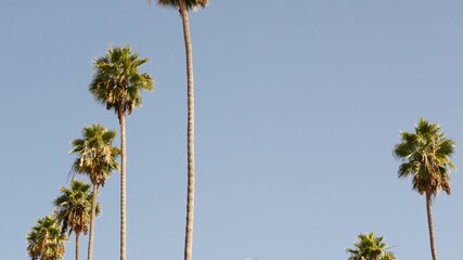 Palms in Los Angeles, California, USA. Summertime aesthetic of Santa Monica and Venice Beach on...