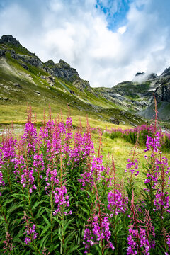 Beautiful alpine meadow with flowers © Ievgen Skrypko
