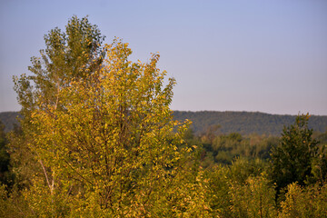 forest that changes color from green to yellow. morning landscape with calm light shining through the leaves of the trees