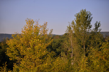 Fototapeta premium forest that changes color from green to yellow. morning landscape with calm light shining through the leaves of the trees