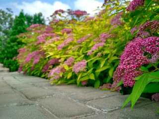 The front yard in spring, flowering Spiraea japonica 'Goldmound'.