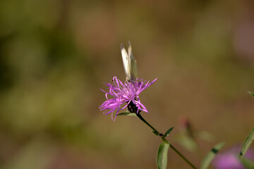 a white butterfly sitting on Centaurea jacea. beautiful insect in spring season