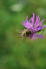 a bee collecting pollen from centaurea jacea. bombus sitting on the purple flower