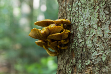 Golden Scalycap mushroom (Pholiota aurivella) in clusters growing on dead fir in the wild in a forest.