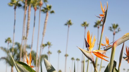 Palms in Los Angeles, California, USA. Summertime aesthetic of Santa Monica and Venice Beach on...