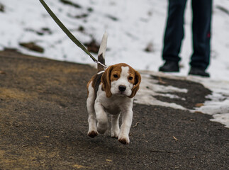 Сute beagle puppy (3,5 month) at winter walk