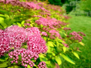 The front yard in spring garden landscape design with bright green lawn and flowers Spiraea.