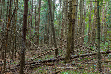 Fototapeta premium Coniferous natural forest. Young coniferous forest at the time of natural extinction of trees.