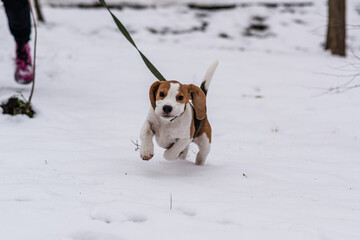 Сute beagle puppy (3,5 month) at winter walk