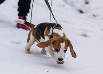 Сute beagle puppy (3,5 month) at winter walk