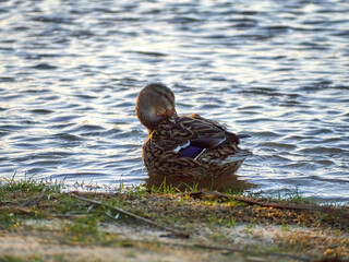 A female mallard duck (Anas platyrhynchos) washing along the river bank.