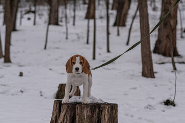 Сute beagle puppy (3,5 month) at winter walk
