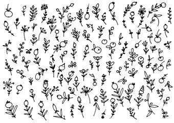A large vector set with stylized isolated elements of plants twigs with berries hand drawn in the style of doodle black outline on a white background for your design template