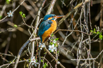 Eisvogel (Alcedo atthis) Weibchen