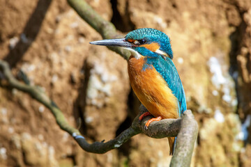 Eisvogel (Alcedo atthis) Männchen