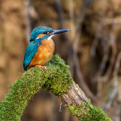 Eisvogel (Alcedo atthis) Männchen