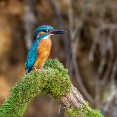 Eisvogel (Alcedo atthis) Männchen