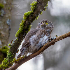 Sperlingskauz (Glaucidium passerinum)