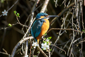 Eisvogel (Alcedo atthis) Männchen