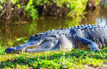 Alligator