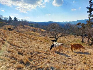 山頂の牧場に放牧された牛たちの風景